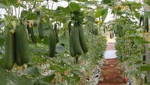 تحقیق کاشت خیار در گلخانه