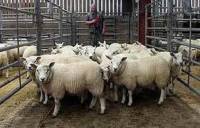 تحقیق صنعت گوسفند