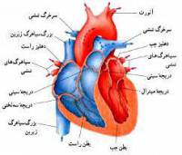 تحقیق آناتومی قلب