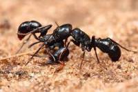 تحقیق مورچه‌ها (مورچه‌هاي سياه آتشين)