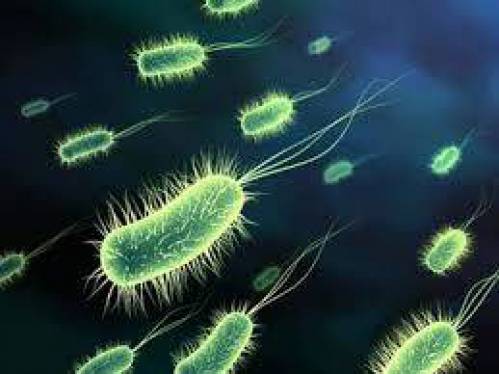 تحقیق باکتری ها و ویروس ها در محيط زيست ما