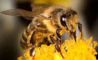 تحقیق انواع زنبور