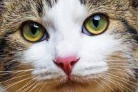 تحقیق جذب نور در تاريكي با الگو از چشم گربه