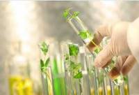 تحقیق فعاليتهاي علمي‌اصلاح نباتات تحقيقات در زمينة محصولات زراعي 